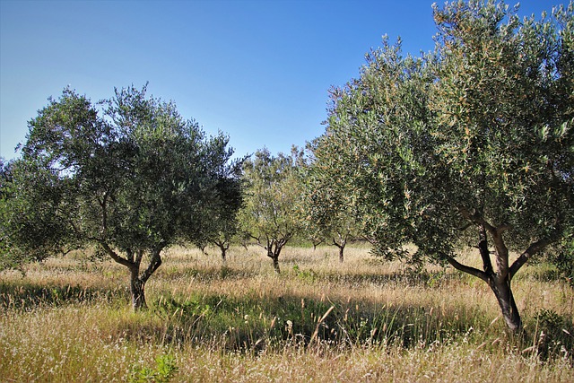 olivos-campo