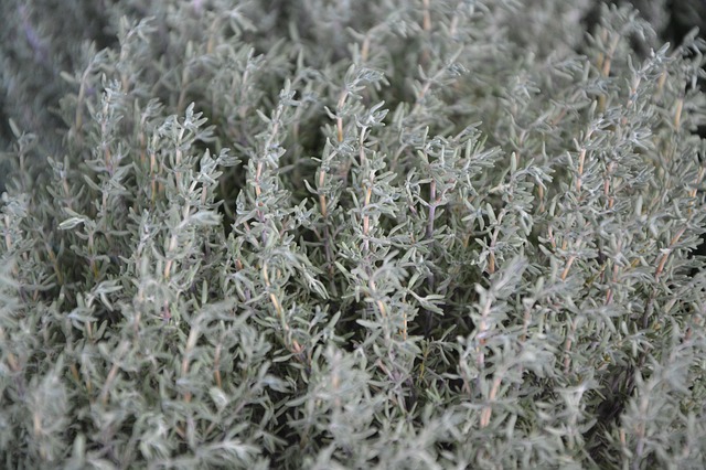 tomillo planta la mancha